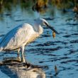 Aigrette garzette avec une écrevisse